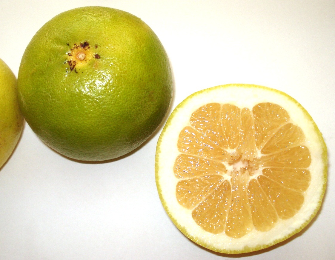 معرفی و راهنمای پرورش درختان میوه - پوملو